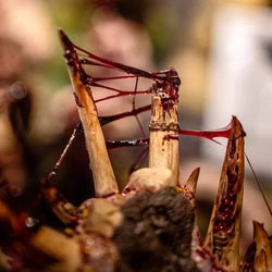 Dirty Down Effect Paint: Gore